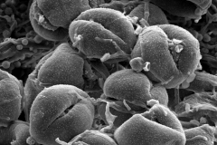 Cuscuta mcvaughii; Mexico/Hinton et al./12098/G