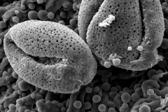 Cuscuta mitraeformis; Mexico/Bye/50488/UCR