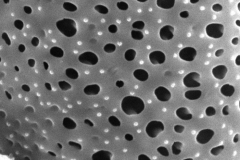 Cuscuta mitraeformis; Mexico/Bye/50488/UCR