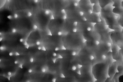 Cuscuta monogyna; Turkmenistan/Sintenis/1240/MO