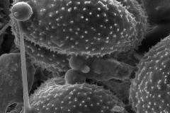 Cuscuta monogyna; Turkmenistan/Sintenis/1240/MO