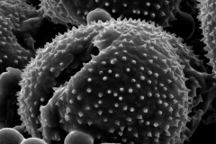 Cuscuta monogyna; Turkmenistan/Sintenis/1240/MO