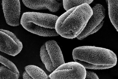 Cuscuta nevadensis; CA, U.S.A./Raven/12865/CAS