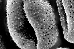 Cuscuta nevadensis; CA, U.S.A./Raven/12865/CAS