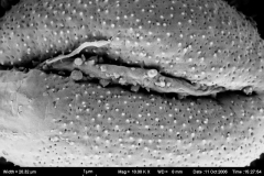 Cuscuta punana; ?/Madsen/63850/AAU