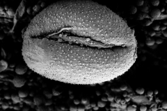 Cuscuta punana; ?/Madsen/63850/AAU