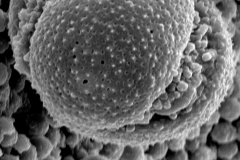 Cuscuta nitida; S. Africa/Rogers/17342/L