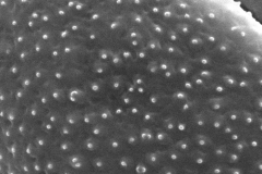 Cuscuta occidentalis; CA, U.S.A./Howell/48868/CAS