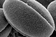 Cuscuta occidentalis; CA, U.S.A./Howell/48868/CAS