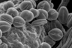 Cuscuta odontolepis; Mexico/White/2730/GH