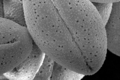 Cuscuta odontolepis; Mexico/White/2730/GH