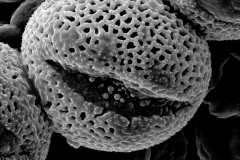 Cuscuta odorata; Ecuador/Jaramillo/10372/AAU