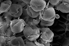 Cuscuta orbiculata; Brazil/Alvaregna/93605/RB