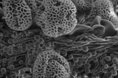 Cuscuta parodiana; Argentina/Novara/7976/S