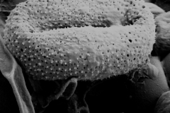 Cuscuta partita; Brazil/Lindman/3481/S