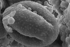 Cuscuta parviflora var. elongata; Brazil/Filgueiras/1476/RB