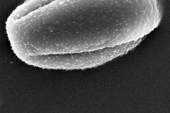 Cuscuta pentagona; AL, U.S.A./Kral/31225/SMU