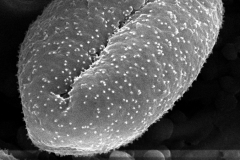 Cuscuta pentagona; AL, U.S.A./Kral/31225/SMU