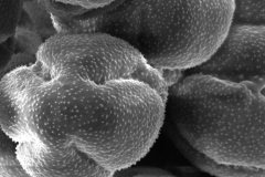 Cuscuta plattensis; WY, U.S.A./Nelson/2741/MO