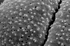 Cuscuta platyloba; Brazil/Dusen/10005/S