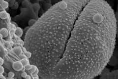 Cuscuta platyloba; Brazil/Dusen/10005/S