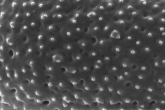 Cuscuta potosina var. globifera; AZ, U.S.A./Gooding/290-61/ASU