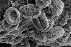 Cuscuta prismatica; ?/Mille/112/F