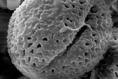 Cuscuta prismatica; ?/Mille/112/F