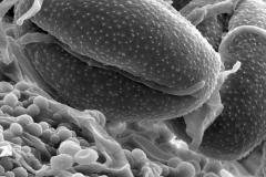 Cuscuta punana; ?/Madsen/63850/AAU