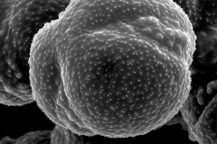 Cuscuta purpurata; Chile/Johnston/5170/S