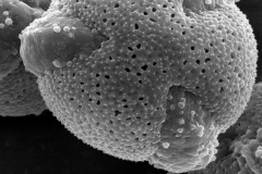 Cuscuta purpusii; Nuevo Leon/Hendrickson/6608/RSA