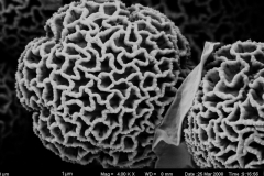 Cuscuta reflexa; India/Cullelt/s.n. Oct 1890/MEL