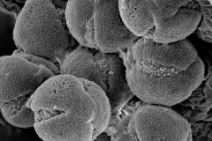 Cuscuta rostrata; TX, U.S.A./Lundell/11480/SMU