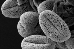 Cuscuta rostrata; TX, U.S.A./Lundell/11480/SMU