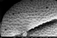 Cuscuta rubella; Peru/Macbride & Featherstone/371/NY