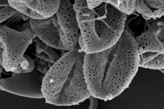 Cuscuta rugosiceps; Mexico/Taylor/21457/SMU