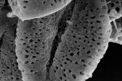 Cuscuta rugosiceps; Mexico/Taylor/21457/SMU