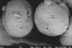 Cuscuta salina var. major; CA, U.S.A./Dudley/267/CAS