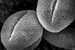 Cuscuta salina; NV, U.S.A./Tiehm/5991/CAS