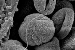 Cuscuta salina; NV, U.S.A./Tiehm/5991/CAS