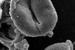 Cuscuta sandwichiana; HI, U.S.A./Stern/8416/CHICO