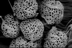 Cuscuta santapaui; Nepal/Nicolson/2796/MO