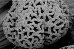 Cuscuta santapaui; Nepal/Nicolson/2796/MO