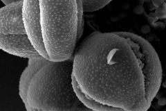 Cuscuta serrata; Brazil/Asevedo & Lopes/848/ RB