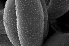 Cuscuta serrata; Brazil/Asevedo & Lopes/848/ RB