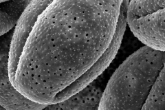 Cuscuta squamata; NM, U.S.A./Wooton & Standley/3355/CAS