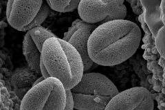 Cuscuta stenolepis; Ecuador/Jaramillo & Caravajal/2307/AAU