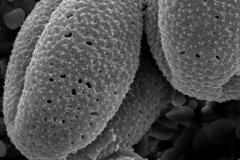 Cuscuta stenolepis; Ecuador/Jaramillo & Caravajal/2307/AAU