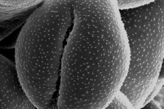 Cuscuta strobilacea; Mexico/Jones/s.n./RSA