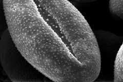 Cuscuta suaveolens; CA, U.S.A./Dudley/s.n./CAS